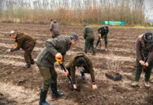 Romsilva va planta aproximativ 2,8 milioane de puieți forestieri în campania de împăduriri de toamnă